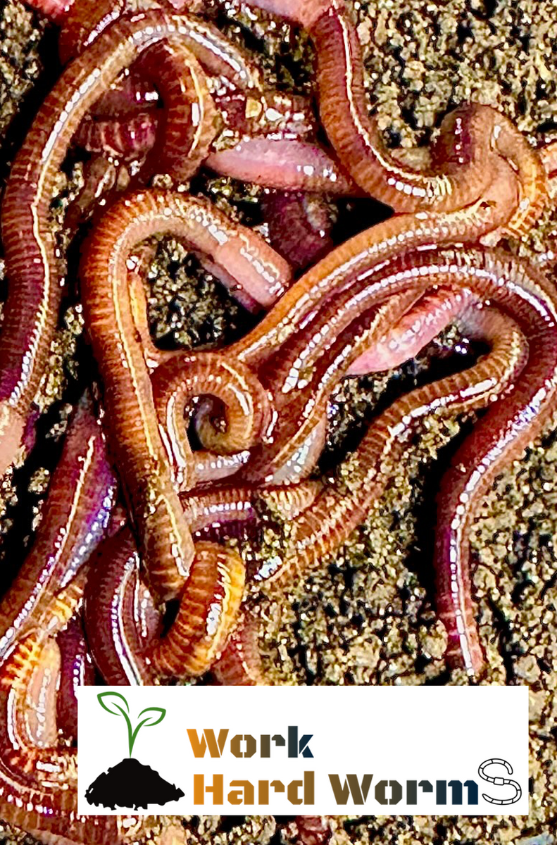 1 lb outlet red wiggler worms