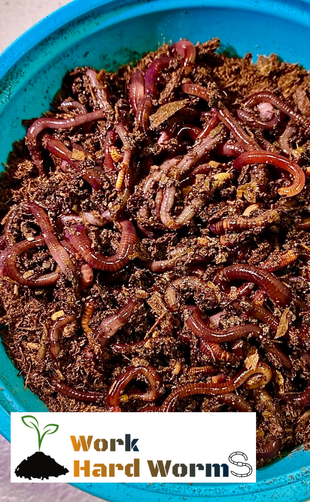Worms vs. Dogs, Which is the Easier to Care For