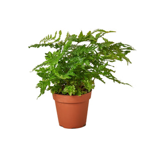 Open image in slideshow, Autumn Fern House Plant in 4&quot;, 6&quot; Pot, Japanese Wood, Copper Shield
