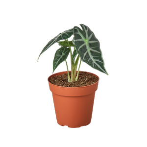 Open image in slideshow, Alocasia Amazonica &#39;Bambino&#39;
