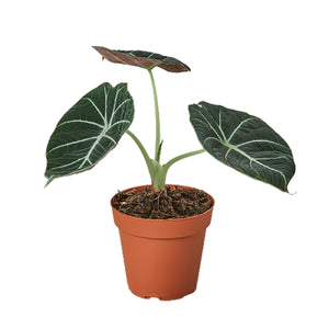 Open image in slideshow, Alocasia Reginula &#39;Black Velvet&#39;
