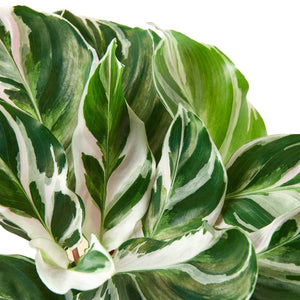 Calathea White Fusion House Plant in 2", 4" or 6" Pot.  Peacock or Zebra Plant