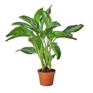 Open image in slideshow, Chinese Evergreen &#39;Silver Bay&#39;
