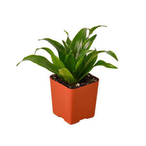 Dracaena 'Janet Craig' Dragon Tree House Plant in 3", 4" or 6" Pot