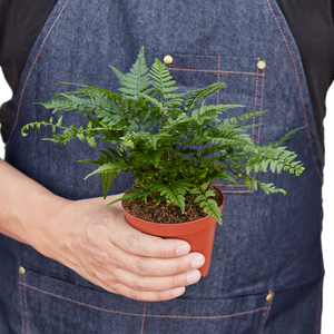 Korean Rock Fern House Plant in 4" Pot, Polystichum tsus-simense