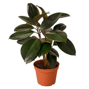 Open image in slideshow, Ficus Elastica &#39;Burgundy&#39;
