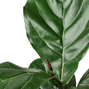 Ficus Lyrata Fiddle Leaf Fig House Plant in 4" or 6" Pot