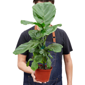 Ficus Lyrata Fiddle Leaf Fig House Plant in 4" or 6" Pot