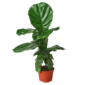 Ficus Lyrata Fiddle Leaf Fig House Plant in 4" or 6" Pot