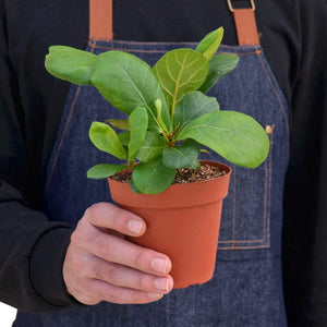 Ficus Lyrata Fiddle Leaf Fig House Plant in 4" or 6" Pot