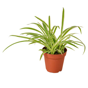 Spider Plant Reverse in 3", 4" or 6" Nursery Pot, Airplane Plant, Spider Ivy