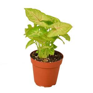 Open image in slideshow, Syngonium Gold -  4&quot; Pot
