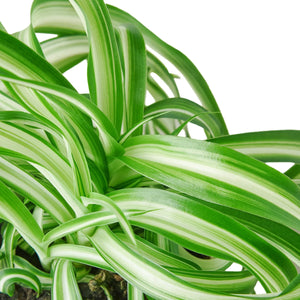 Spider Plant 'Bonnie'