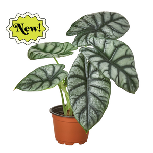 Open image in slideshow, Alocasia Silver Dragon
