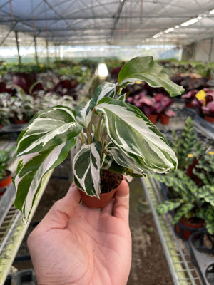 Open image in slideshow, Calathea White Fusion House Plant in 2&quot;, 4&quot; or 6&quot; Pot.  Peacock or Zebra Plant
