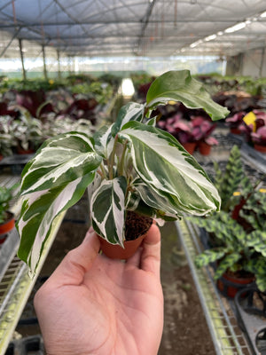 Calathea White Fusion House Plant in 2", 4" or 6" Pot.  Peacock or Zebra Plant