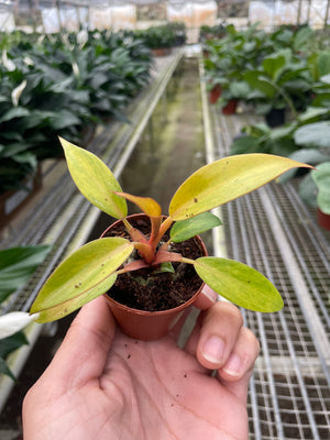 Open image in slideshow, Philodendron &#39;Orange Marmalade&#39;
