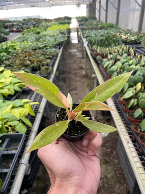 Open image in slideshow, Philodendron &#39;Variegated Ring of Fire &#39;
