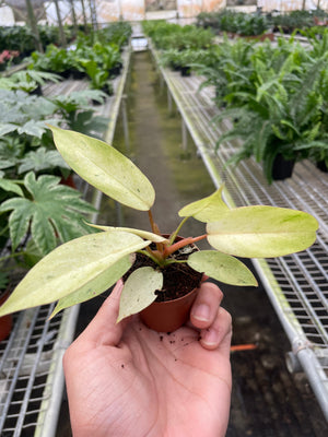 Open image in slideshow, Philodendron &#39;Snowdrift&#39;
