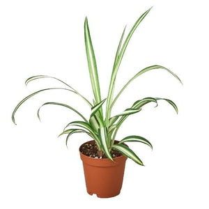 Spider Plant Reverse in 3", 4" or 6" Nursery Pot, Airplane Plant, Spider Ivy