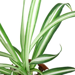 Spider Plant Reverse in 3", 4" or 6" Nursery Pot, Airplane Plant, Spider Ivy