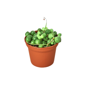 Open image in slideshow, Succulent String of Pearls in 3&quot;, 4&quot;, or 6&quot; Pot Senecio rowleyanus Popular Houseplant
