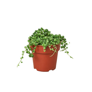 Succulent String of Pearls in 3", 4", or 6" Pot Senecio rowleyanus Popular Houseplant