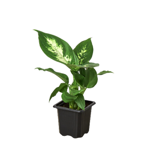 Open image in slideshow, Dieffenbachia Camille
