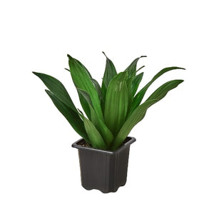 Open image in slideshow, Dracaena &#39;Janet Craig&#39; Dragon Tree House Plant in 3&quot;, 4&quot; or 6&quot; Pot
