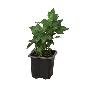 Open image in slideshow, Romantic English Common Ivy Green California House Plant in 3&quot;, 4&quot;, 6&quot; Pot
