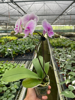 Open image in slideshow, Orchid &#39;Light Pink Phalaenopsis&#39;
