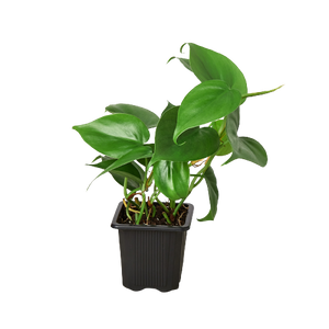 Philodendron Cordatum Heartleaf