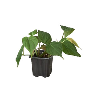 Open image in slideshow, Philodendron &#39;Velvet&#39;
