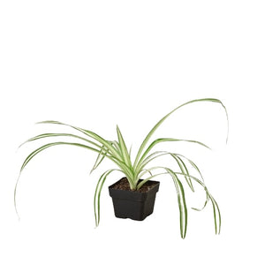 Spider Plant Reverse in 3", 4" or 6" Nursery Pot, Airplane Plant, Spider Ivy