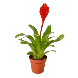 Open image in slideshow, Bromeliad Christiane
