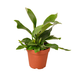 Open image in slideshow, Staghorn Fern
