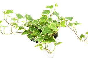 Open image in slideshow, English Ivy &#39;Eva&#39;
