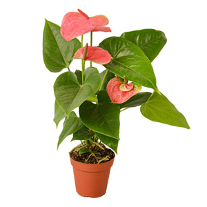 Open image in slideshow, Anthurium &#39;Pink&#39;
