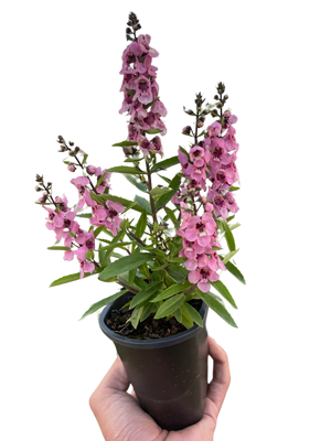 Angelonia