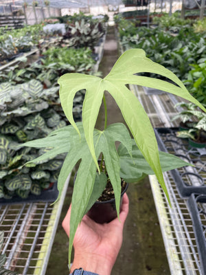 Open image in slideshow, Anthurium Fingers
