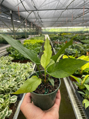 Open image in slideshow, Anthurium &#39;Hookeri Variegated&#39;
