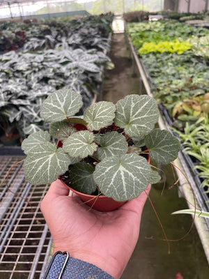 Open image in slideshow, Begonia &#39;Strawberry&#39;
