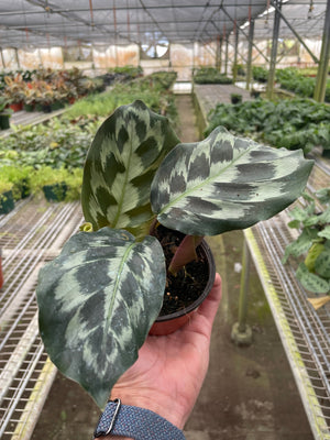 Open image in slideshow, Calathea &#39;Kennedy&#39;
