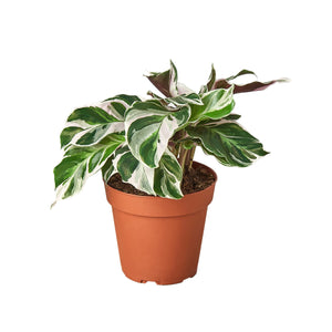 Calathea White Fusion House Plant in 2", 4" or 6" Pot.  Peacock or Zebra Plant