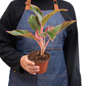 Open image in slideshow, Chinese Evergreen &#39;Red Siam&#39;
