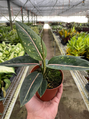 Open image in slideshow, Chinese Evergreen &#39;Stars&#39;
