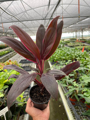 Open image in slideshow, Cordyline &#39;Calypso Queen&#39;
