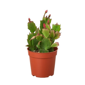 Open image in slideshow, Zygocactus &#39;Christmas Cactus&#39;
