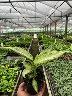 Open image in slideshow, Dieffenbachia &#39;Camouflage&#39;
