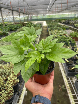 Open image in slideshow, Fatsia &#39;Japonica&#39;
